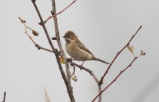 Pallas's Reed Bunting.jpg