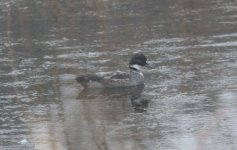 Falcated Duck.jpg