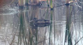 Northern Shoveler.jpg