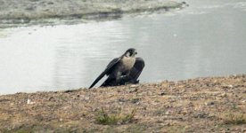 Peregrine Falcon.jpg