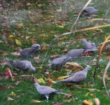 Collared Doves aplenty.jpg