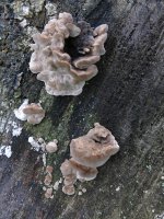 fungus5.jpg