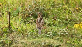 Wryneck Gunners Park 06-09-2014 WEB 029.jpg