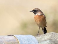 stonechat 2.jpg