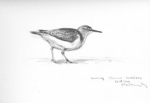 Common-sandpiper.jpg