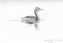 Great-crested-Grebe (2).jpg