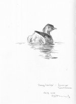 Little-grebe.jpg