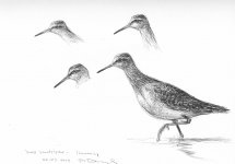 Wood-sandpiper.jpg