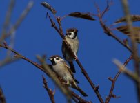 Tree Sparrow_Girdle Ness_181014a.jpg