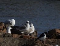 Med Gull_Girdle Ness_181014a.jpg