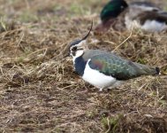 lapwing2.JPG