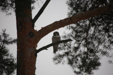 05 Sibelius Park Hawk Owl.JPG