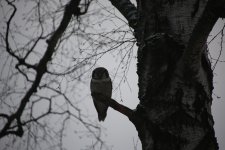 07 Sibelius Park Hawk Owl.JPG
