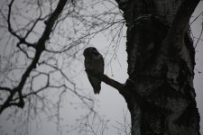 08 Sibelius Park Hawk Owl.JPG