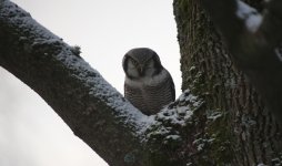 09 Sibelius Park Hawk Owl.JPG