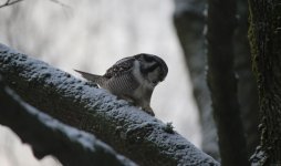 11 Sibelius Park Hawl Owl.JPG