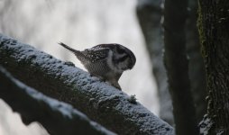 12 Sibelius Park Hawk Owl.JPG