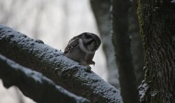14 Sibelius Park Hawk Owl.JPG