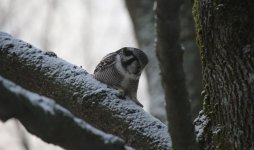 15 Sibelius Park Hawk Owl.JPG