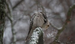 16 Sibelius Park Hawk Owl.JPG