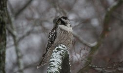 18 Sibelius Park Hawk Owl.JPG
