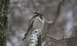 19 Sibelius Park Hawk Owl.JPG