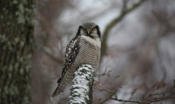 20 Sibelius Park Hawk Owl.JPG