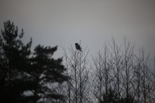 24 Countryside Hawk Owl.JPG