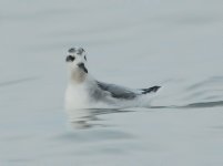 Phalarope1.jpg