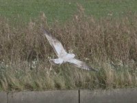 Gull sp 6.11.14.jpg