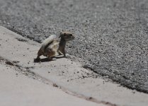 antelope squirrel.JPG