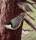 nuthatches II.jpg