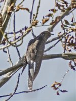 Cuckoo DSC_2831.jpg