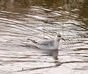 grey phalarope (4).JPG