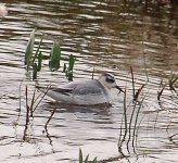 grey phalarope (2).JPG