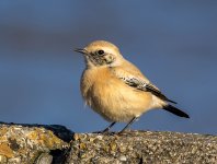 Desert-Wheatear-1-small.jpg