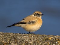 Desert-Wheatear-2-small.jpg