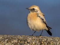 Desert-Wheatear-3-small.jpg