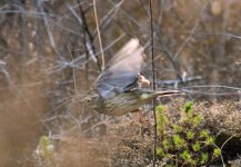 Buff-bellied Pipit.jpg