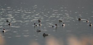 Common Pochard.jpg