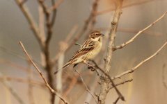 Pallas's Reed Bunting.jpg