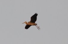 Purple Heron.jpg