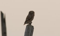 Little Owl.jpg