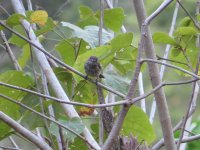 sulawesistreakedflycatcher.jpg