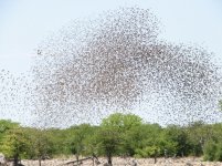 Quelea at waterhole - 4604.jpg