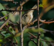 A yellow-legged Acro..jpg