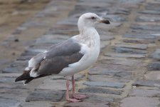 Gull 2 P1270921.jpg