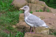 Gull 3 P1280007.jpg