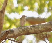 DSC_0647 MYSTERY BIRD 1.jpg