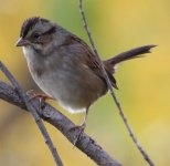 IMG_5491_Sparrow.JPG